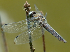 Libellula fulva