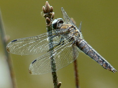 Libellula fulva