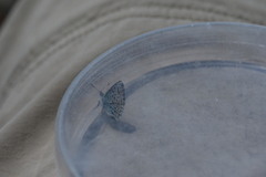 Euphilotes ancilla