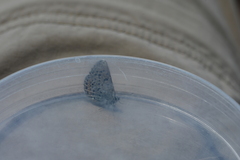 Euphilotes ancilla