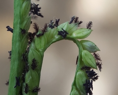Paspalum distichum