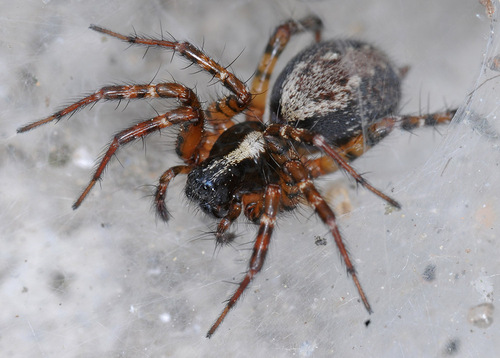 Representative image of Textrix