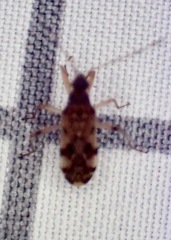 Ozophora picturata