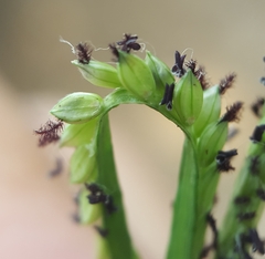 Paspalum distichum