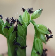 Paspalum distichum