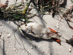 Orthopristis chrysoptera