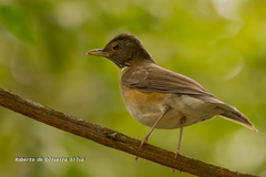 Turdus albicollis
