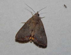 Hypocala deflorata