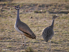Eupodotis senegalensis