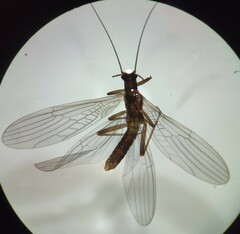 Leuctridae