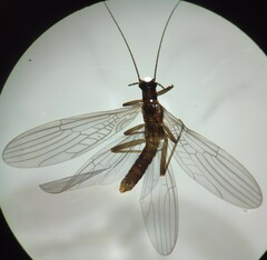 Leuctridae
