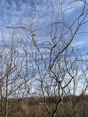 Salix babylonica