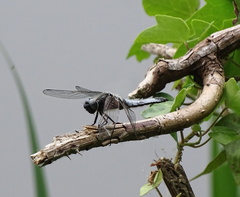 Libellula fulva