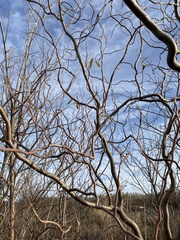 Salix babylonica