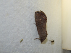 Hypocala deflorata