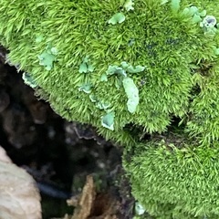 Cladonia digitata