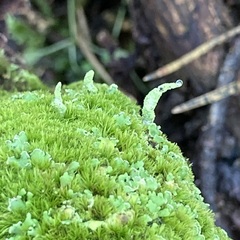 Cladonia digitata
