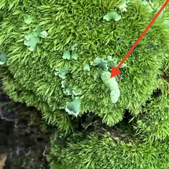 Cladonia digitata