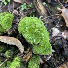 Cladonia digitata