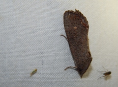 Hypocala deflorata