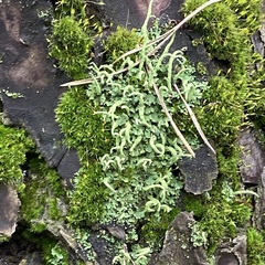 Cladonia digitata