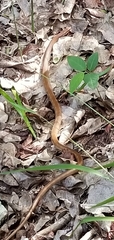 Cubophis vudii