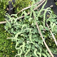 Cladonia digitata
