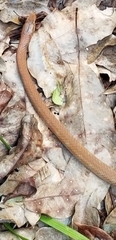Cubophis vudii