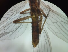 Leuctridae