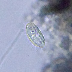 Ciliophora