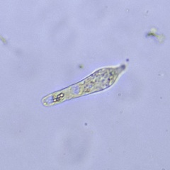 Euglenozoa