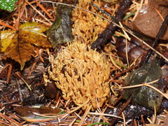Ramaria stricta
