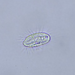 Ciliophora