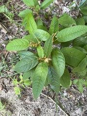 Croton peraeruginosus
