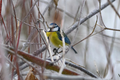 Cyanistes caeruleus