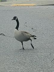 Branta canadensis