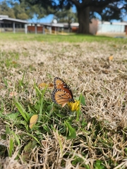 Danaus gilippus