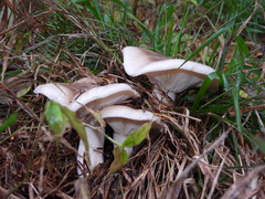 Clitocybe nebularis