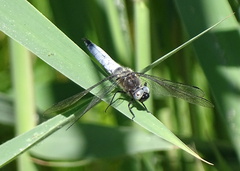 Libellula fulva