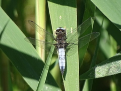 Libellula fulva