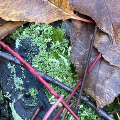 Cladonia digitata