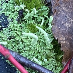 Cladonia digitata