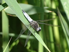 Libellula fulva