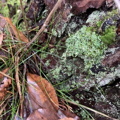 Cladonia digitata