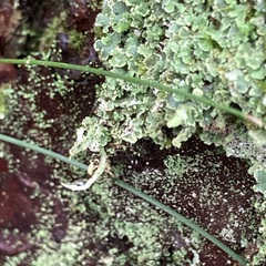 Cladonia digitata