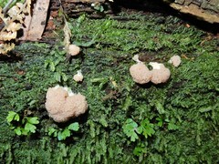 Tubifera