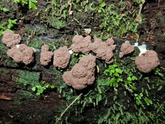 Tubifera