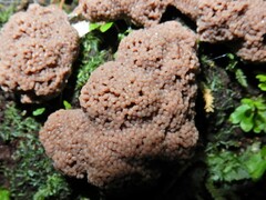 Tubifera