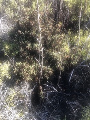 Diplacus aurantiacus