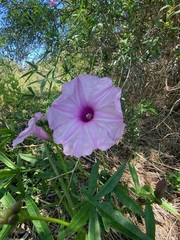 Ipomoea platensis